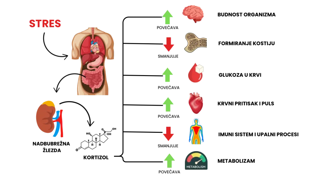 Infografik - kako funkcionise kortizol i kako utice na telo coveka